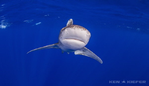 Oceanic Whitetip near Cat Island, Bahamas by Ken Kiefer 